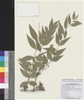 藏品(臺灣馬桑)的圖片